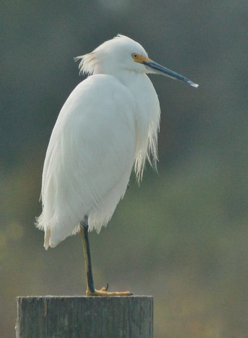 An egret sitting on a post